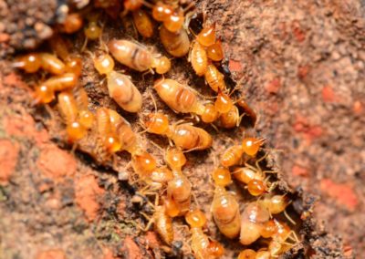 Termites – Everything You Didn’t Know You Wanted to Know