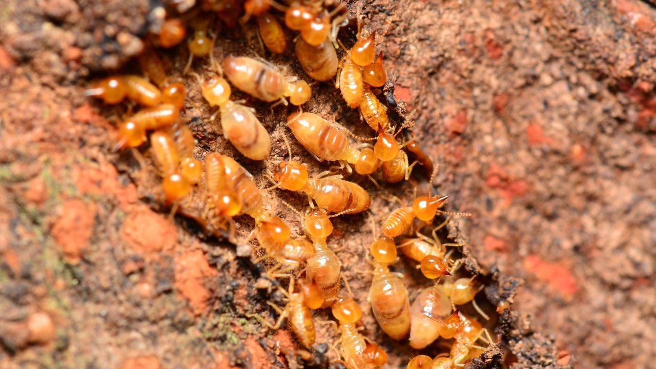 What Do Termites Look Like