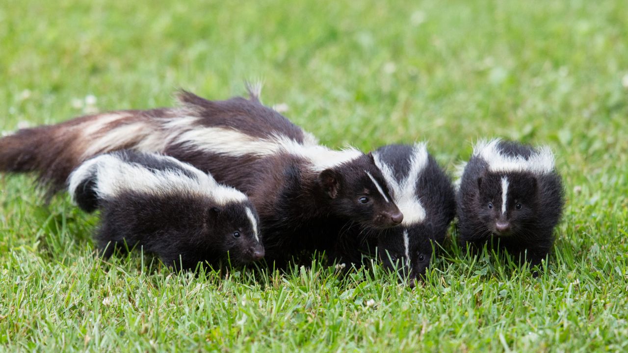 guide to skunks