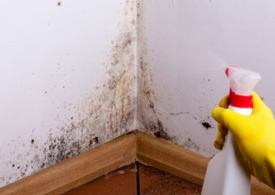 What Is Black Mold: The Ugly Truth (Explained)