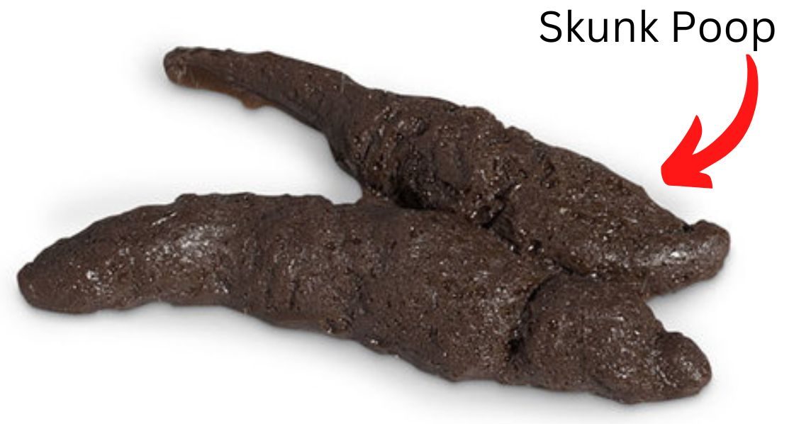 skunk poop (1)