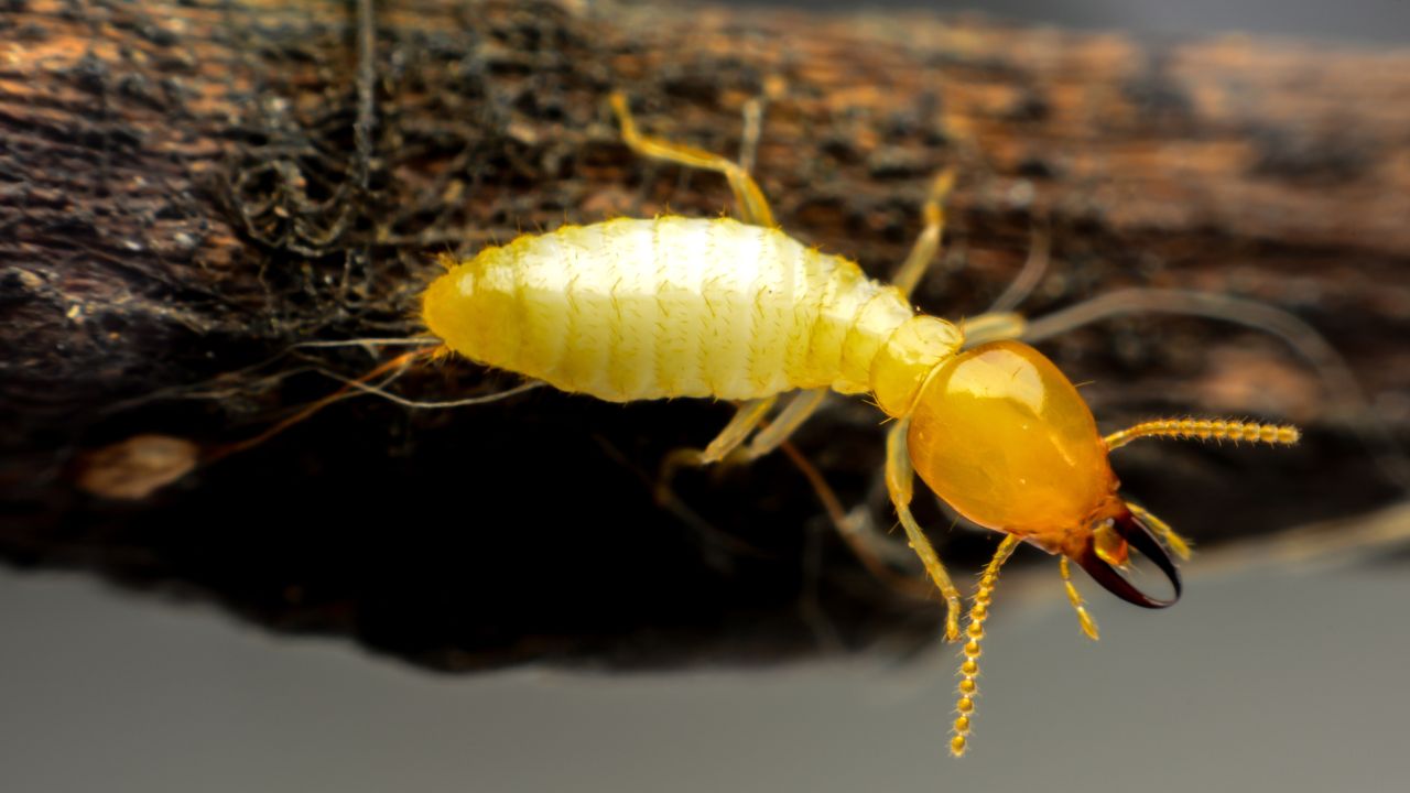 termite looks like this