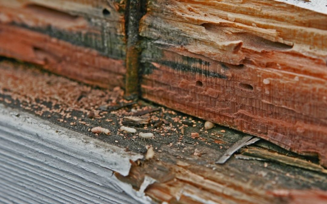 The Scoop on Termite Poop – Termite Droppings [Explained]