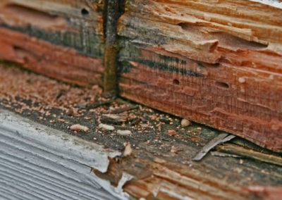 The Scoop on Termite Poop – Termite Droppings [Explained]