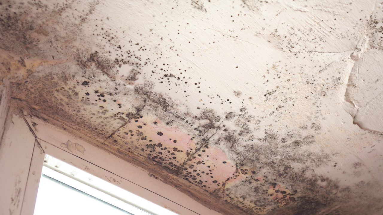 what does black mold look like